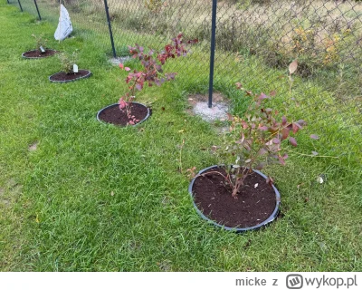 micke - #ogrodnictwo #ogrod Wykopowi mistrzowie wideł i łopaty poszukuję wiedzy i rad...