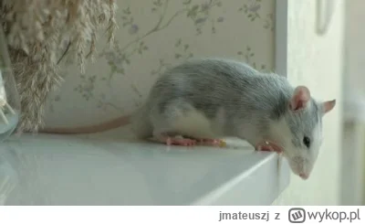 jmateuszj - #gielda #meczennicyxtb #xtb Dzień dobry. Szczur od rana dokazuje, na fali...