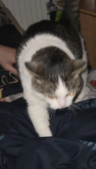 Solsith - @cutecatboy: dwa dni burito było to dziś nawet kukurydzę jadła ( ͡° ͜ʖ ͡°)