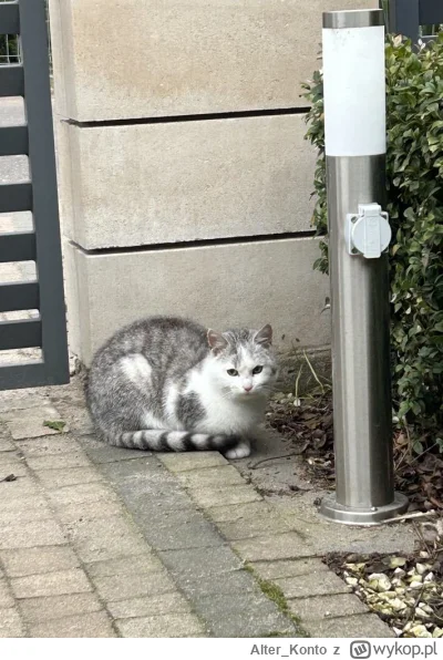 Alter_Konto - #pokazkota
Smutne wieści mireczki
Przybłęda która kilka dni kręciła się...