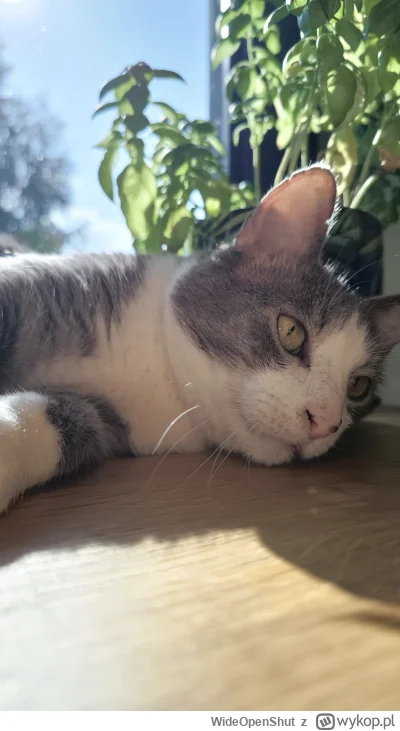 WideOpenShut - Mietek asystuje w kuchni ( ͡° ͜ʖ ͡°)

#pokazkota #koty #kot #kitku