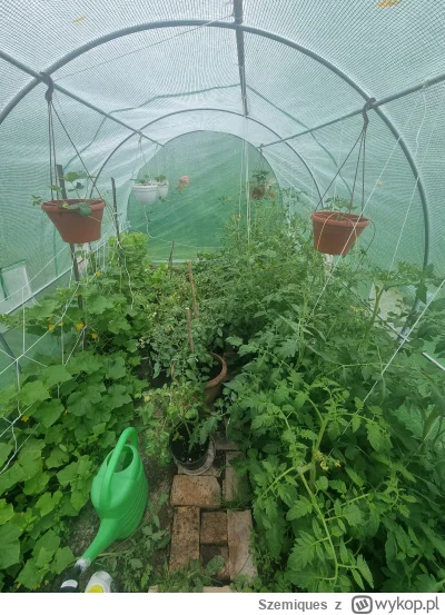 Szemiques - Ale zrobił mi się busz. Nie było mnie tydzień w domu i zostawiłem mamie r...