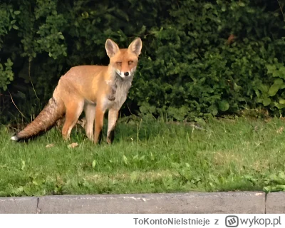 ToKontoNieIstnieje - #przegryw  #spierdotrip
-Lis - pomyślał chłop
-Chłop - pomyślał ...