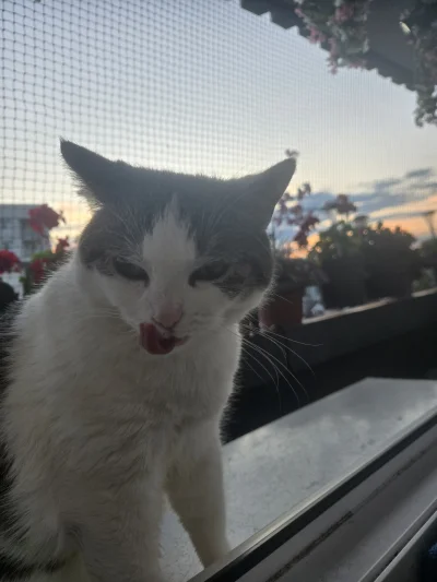 Solsith - @Kantorwymianymysliiwrazen: mlem też umie tylko nie postuje( ͡°( ͡° ͜ʖ( ͡° ...