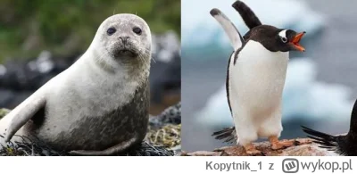Kopytnik_1 - #przegryw #zwierzaczki #pojedynek #antarktyda #przyroda #foki #pingwiny ...