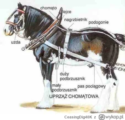 CeasingDig40K - @paliwoda: 
@justBrowsin: Ićstont, patolu.

Idź stąd, nieuku