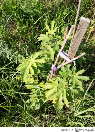 Qullion - @Qullion: Figa jeszcze daje radę, ale ma jakieś plamy.