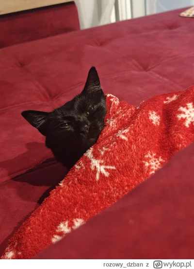 rozowy_dzban - Obudzony, ale jakim kosztem

#dziendobry #kitku #koty