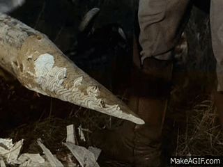 GrubyPrezes - polscy infu są w strachu
#famemma