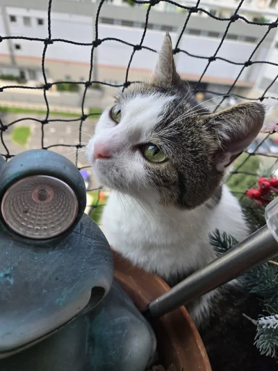 Solsith - #pokazkota #spaslak sam jesteś spaślak człowiek( ͡° ʖ̯ ͡°)