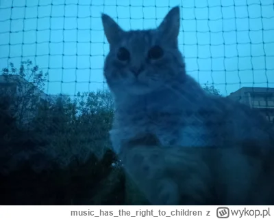 musichastherightto_children - Wypuściłem na chwilę kota na parapet i teraz słuchamy s...
