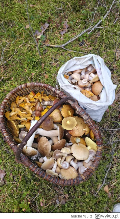 Mucha785 - #grzyby #grzybobranie obficie ( ͡° ͜ʖ ͡°)