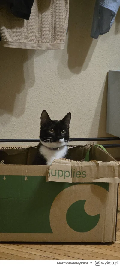 MarmoladaNykilor - @MarmoladaNykilor: