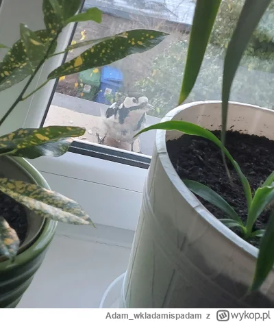 Adam_wkladamispadam - Dzisiaj w moim karmniku zawitał dzięcioł, pierwszy raz widziałe...