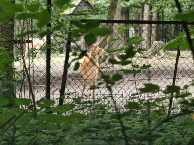 WpiszSwojLogin - Nie ma to jak obejść zoo od drugiej strony i pooglądać zwierzątka za...