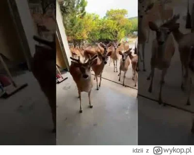 idzii - My do Pana na obiadek