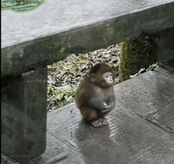 CzikaKiri - #kononowicz #patostreamy
Pierwszy tydzień od 1.5 roku, gdy paszkomat ni...