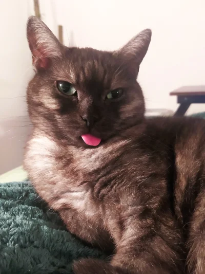 wysuszonyszkieletkostnyczlowieka - @dosbadass: na szczęście bezzębne kitki świetnie s...