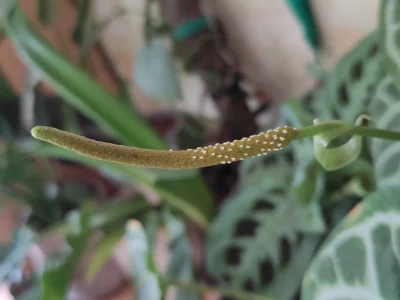 Fishuur - Ale śmieszny siurak się pojawił na Anthurium ( ͡° ͜ʖ ͡°)

#rosliny