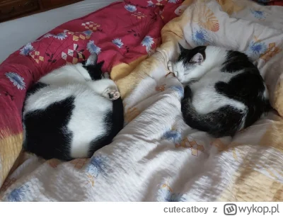 cutecatboy - Moje koty się na co dzień nie lubią, ale jeśli chodzi o spanko, to są na...
