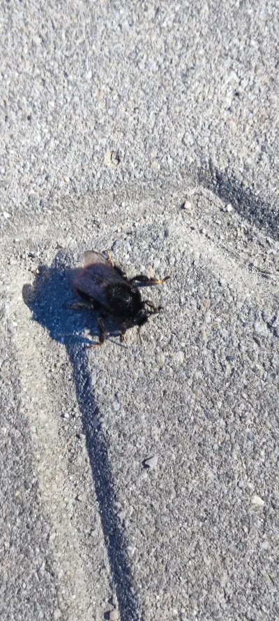 KingaM - Uratowałam trzmiela przed zadeptaniem