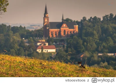 vitoosvitoos - Wspomniane dzikie zwierzęta. Bo zając to raczej dzikie zwierzę jest......