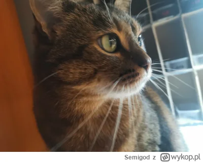 Semigod - #koty #kitku #pokazkota #smiesznypiesek

Psst