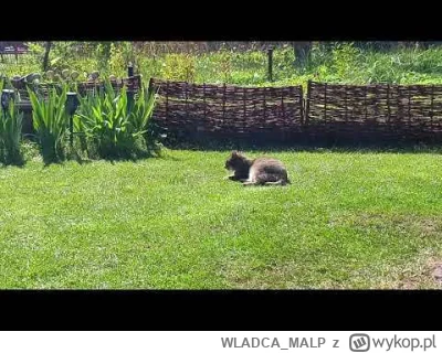 WLADCA_MALP - Ma co najmniej 10 lat (przybłęda), ale bawi się jak kociak.