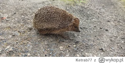 Ketrab77 - #jeżyk #jezykiobce #śmiesznypiesek