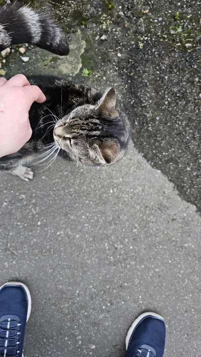 xionc0586 - #koty #koteczkizprzypadku
Dał się pogłaskać ( ͡° ͜ʖ ͡°)