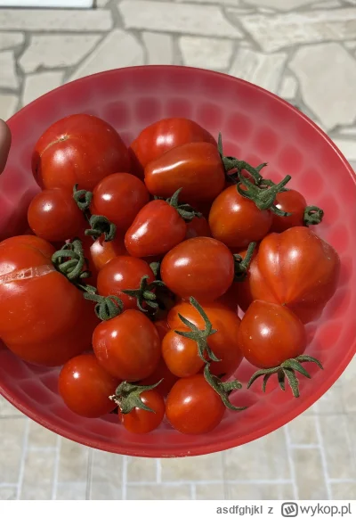 asdfghjkl - Pierwszy większy zbiór pomidorów. Jutro będą kolejne (ʘ‿ʘ) #ogrodnictwo #...