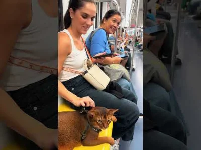 Pierbattista_Pizzabella - Co tak w trollowni ucichło? Lecimy z tematem! #psiarze