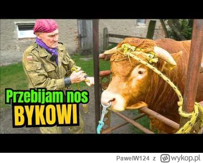 PawelW124 - #rolnictwo #piercing #zwierzeta #ciekawostki #gruparatowaniapoziomu

Mocn...