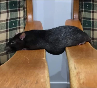 PorzeczkowySok - ratyfikacja