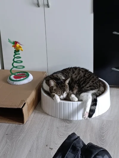 wunderkapsznik - @Tyrande ja mam taką choinkę w domu, że jest specjalnie do demolki d...