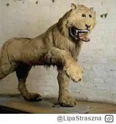 LipaStraszna - @klepacz: ja czekam na ten moment, to będzie gdzieś w połowie sezonu, ...