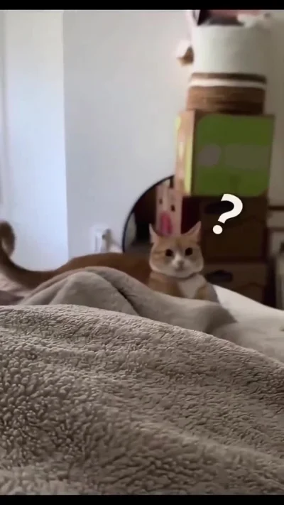 jestemtakizmeczony - gdzie to wyebać?
BONUS: koty vs ogony https://streamable.com/td...