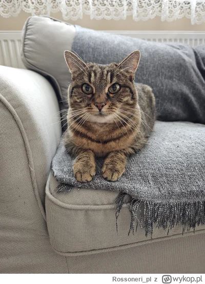 Rossoneri_pl - #pokazkota po kawce, czeka na mecz Barcelowianki