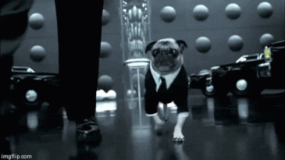 P.....a - Adoptowałem nowego ludzia

#slubodpierwszegowejrzenia