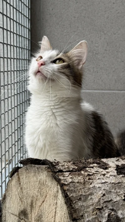 schroniskowekotki - @schroniskowekotki: