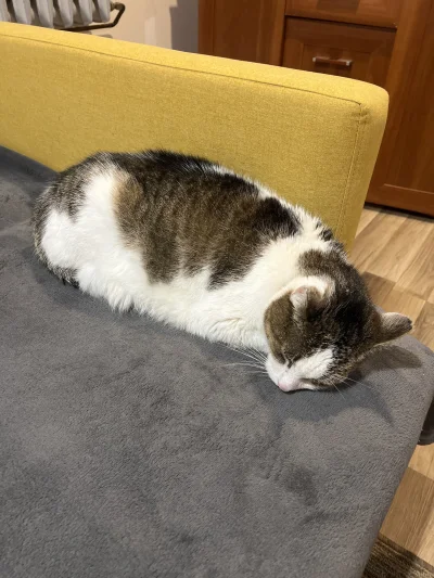 PiszpanJan2k21 - @Solsith: