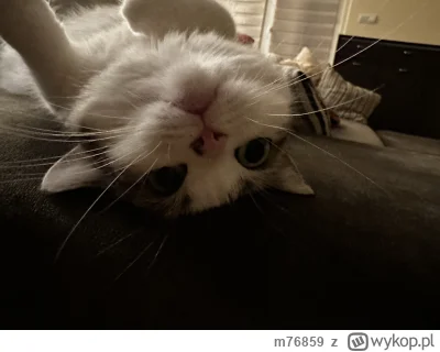 m76859 - @GodlessMike: gnoju oddawaj kotkaヽ( ͠°෴ °)ﾉ