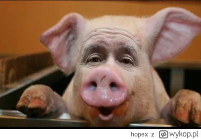 hopex - @odomdaphne5113: Rolnicy wyhodowali nową rasę świń odporną na wszelkie chorob...