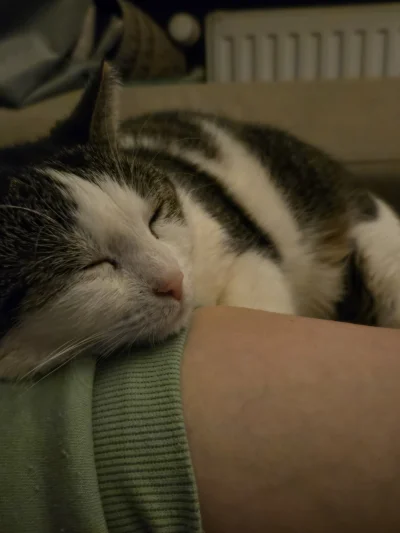 Solsith - #pokazkota #spaslak u pańci najlepiej ( ͡° ͜ʖ ͡°)