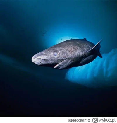 buddookan - #ciekawostki
Rekin Polarny żyje nawet 400 lat. Osiągają dojrzałość płciow...