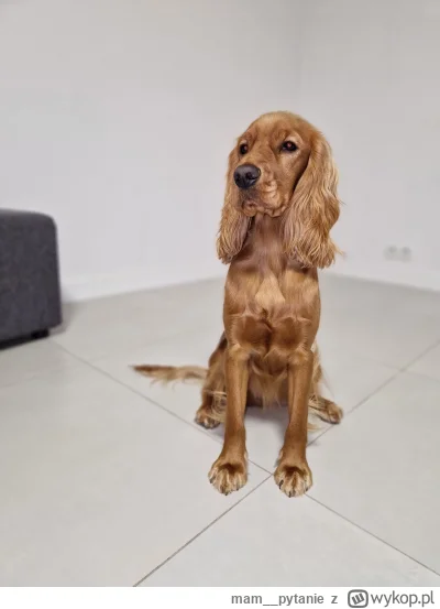 mam__pytanie - @Vienich