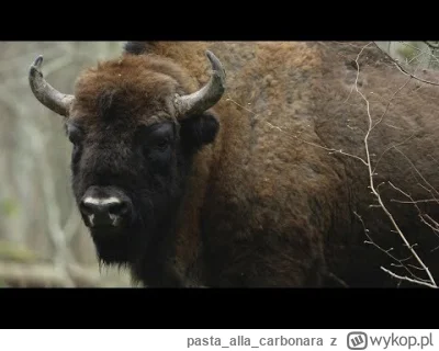 pastaallacarbonara - @HorrorystycznyDemonPagona: ale takie cos lubie. Ale nie pal alb...