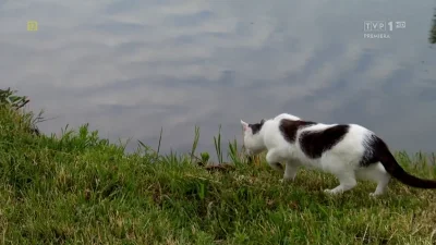 francopolo - #rolnikszukazony SUPER KOTEK MOC PLUSÓW DLA NIEGO NAJLEPSZA SCENA Z DZIS...