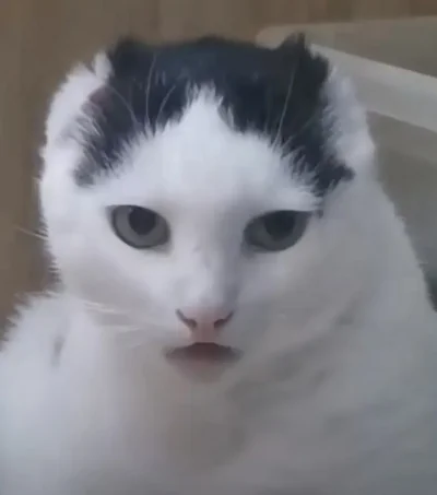 nekoenjoyer - Ludmiłka (aka Knur Opasły)