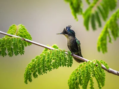 Lifelike - Igłodziobek (Orthorhyncus cristatus)
Autor
#photoexplorer #fotografia #orn...